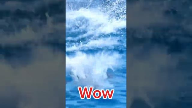 San The seaworld#shorts #funny #lol смотреть онлайн