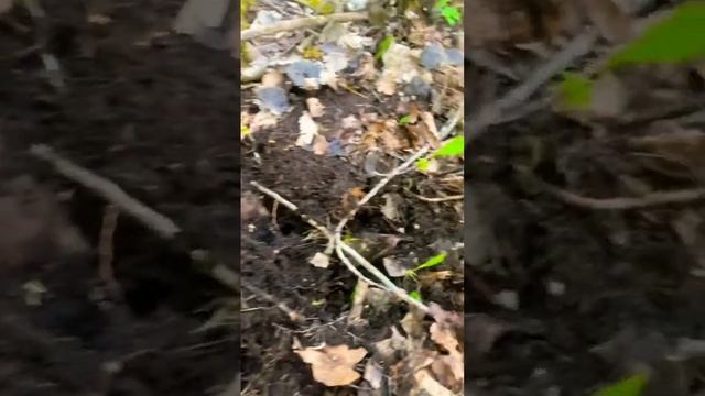 Опасная находка #клад #коп #рекомендации