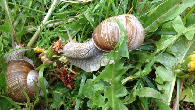 snails and dandelion смотреть онлайн