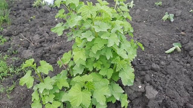 Мучнистая роса на смородине. Что делать? смотреть онлайн