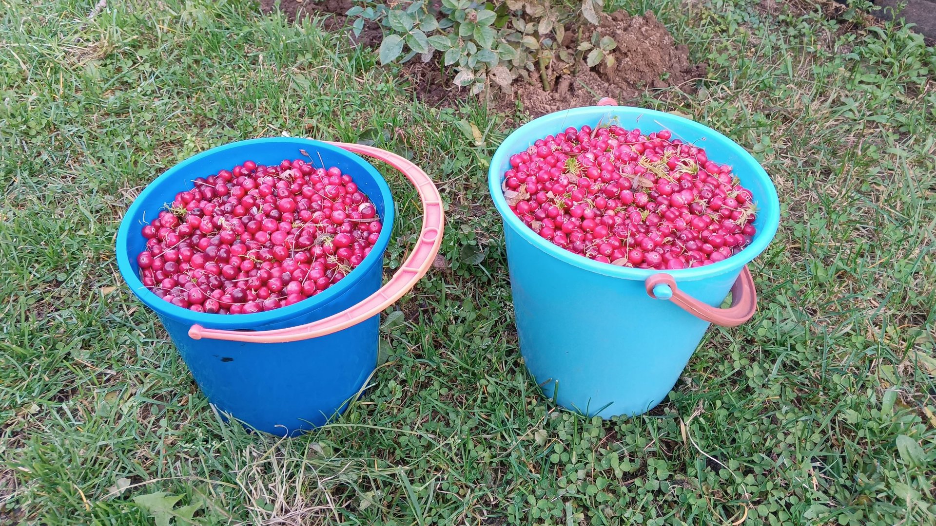 Сбор клюквы на болоте около Южи 27.10.2024 года смотреть онлайн