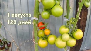 Томат Интуиция. Не подведет, НО…