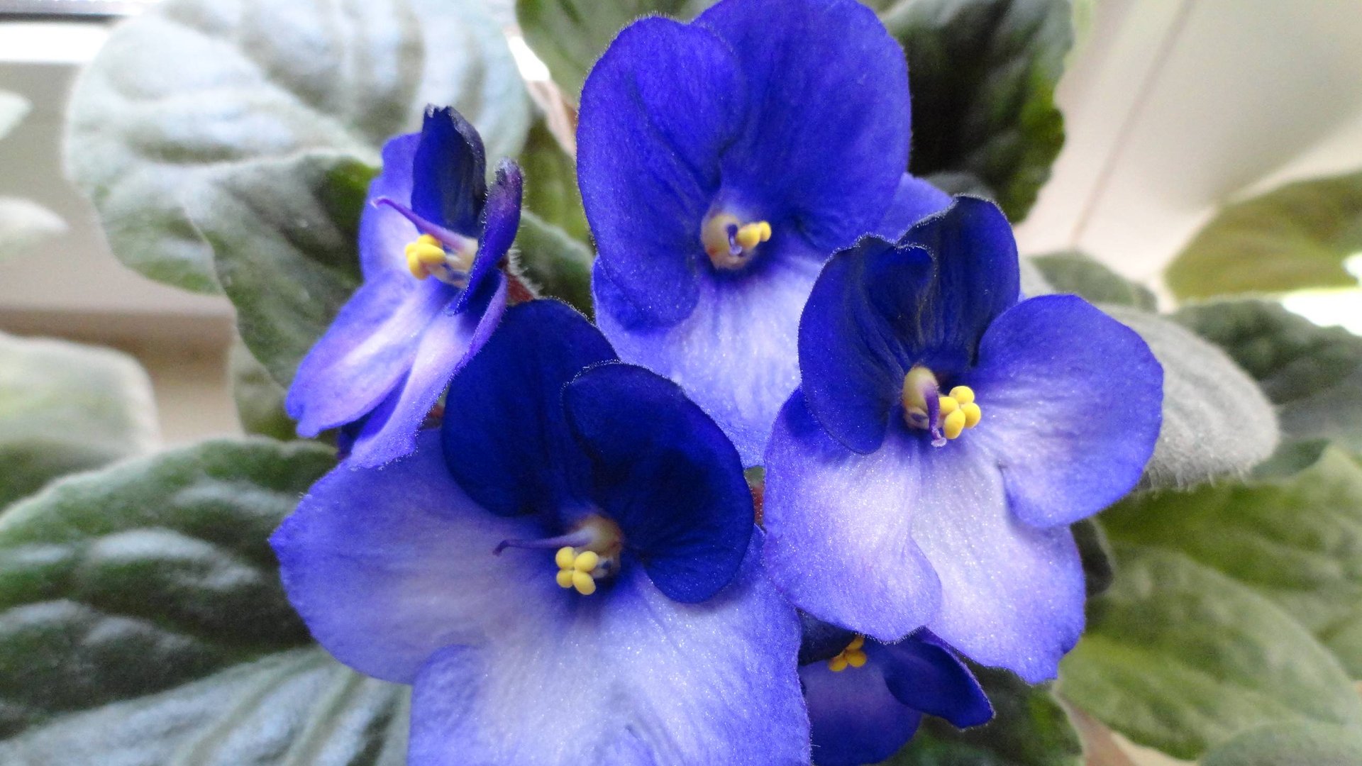 Фиалкины новости смотреть онлайн