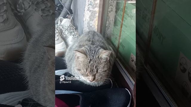 милая кошка баст смотреть онлайн