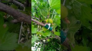 Как я подвязываю ветки куста крыжовника. Просто и эффективно.