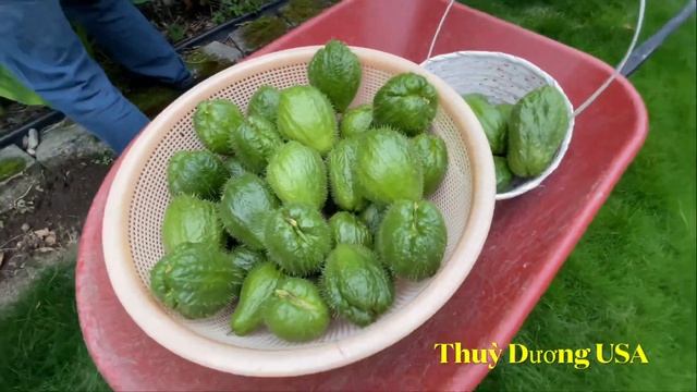 THU HOẠCH & CÁCH BẢO QUẢN TRÁI SU GIỐNG / HÁI KIWI ĂN TẠI CÂY #ThuỳDươngUSA смотреть онлайн