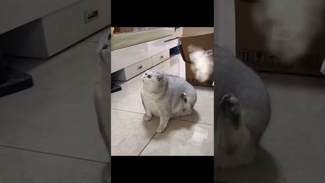 Прикольные животные. смотреть онлайн