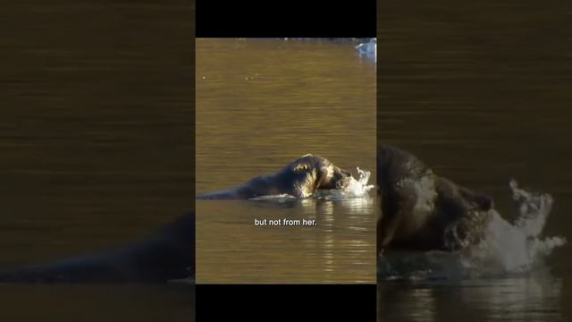 Big animals eat small animals .#wildlife #amazinganimalsworld #tiktokwildlifevideo смотреть онлайн