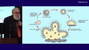 7. Происхождение многоклеточных животных. Зоология беспозвоночных - Малахов В.В. Teach-in.