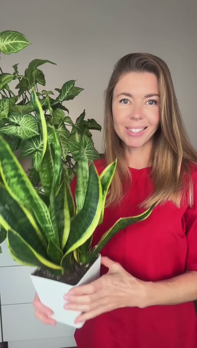 Очень легкое в уходе и красивое комнатное растение. смотреть онлайн