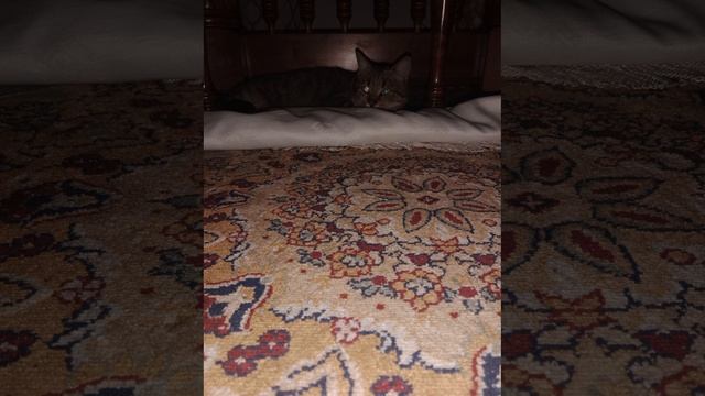 очаровательная и милая кошка баст смотреть онлайн