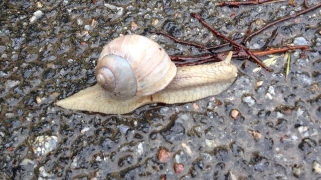 speed of snail смотреть онлайн