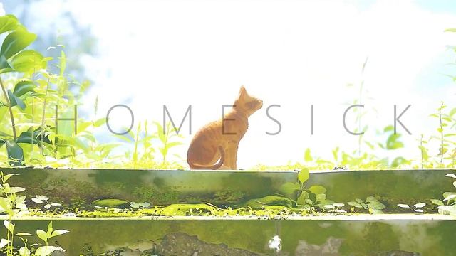 Stray | Felt Like Home [Edit/Tribute] смотреть онлайн