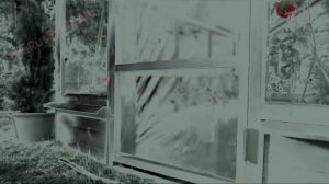 Аdvertising  Реклама Китикет Kitekat   Борис поймал пчелу In G Major 4