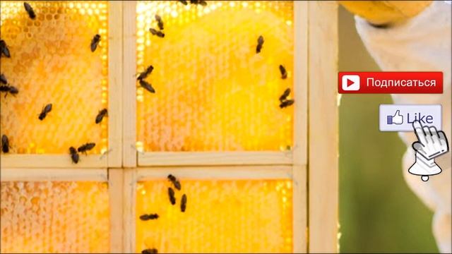 Личности: Радость и Любовь к жизни