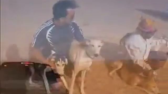 SALUKI DESERT 2 смотреть онлайн
