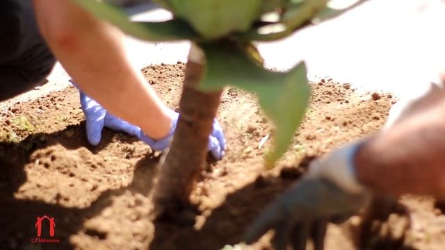 CapaciXCambiare 2021. Riqualificazione del parco strappato alla mafia. Il Parco Falcone. смотреть онлайн