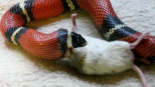 snake and the mouse. breakfast_07 смотреть онлайн