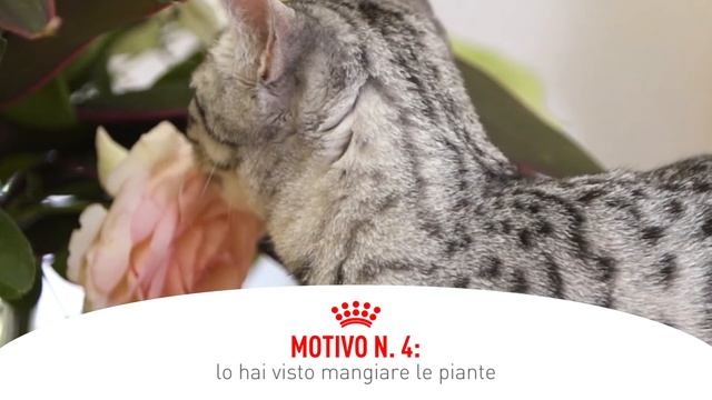 Royal Canin Gastro Intestinal смотреть онлайн