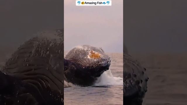 fish #2billionviews️ #1crorelove️️ #1billionlikes️ #LaysEverywhere #Allah #hazratmuhammad_ #Quran смотреть онлайн