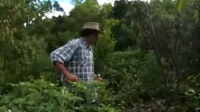 Пермакультура теория и практика смотреть онлайн