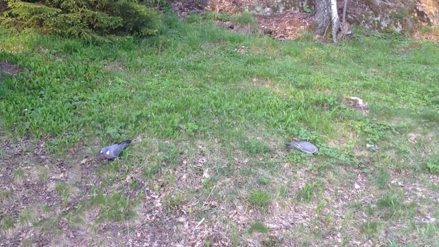 Three pigeons смотреть онлайн