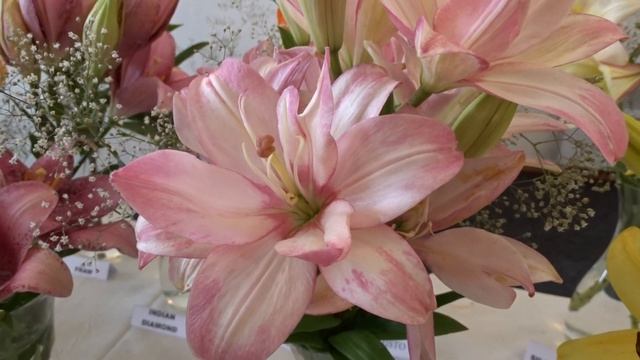 Lilium ´Bentley´ смотреть онлайн
