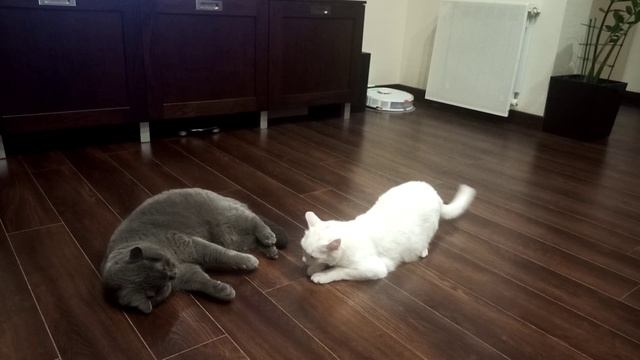 Вот такой КУСЬ