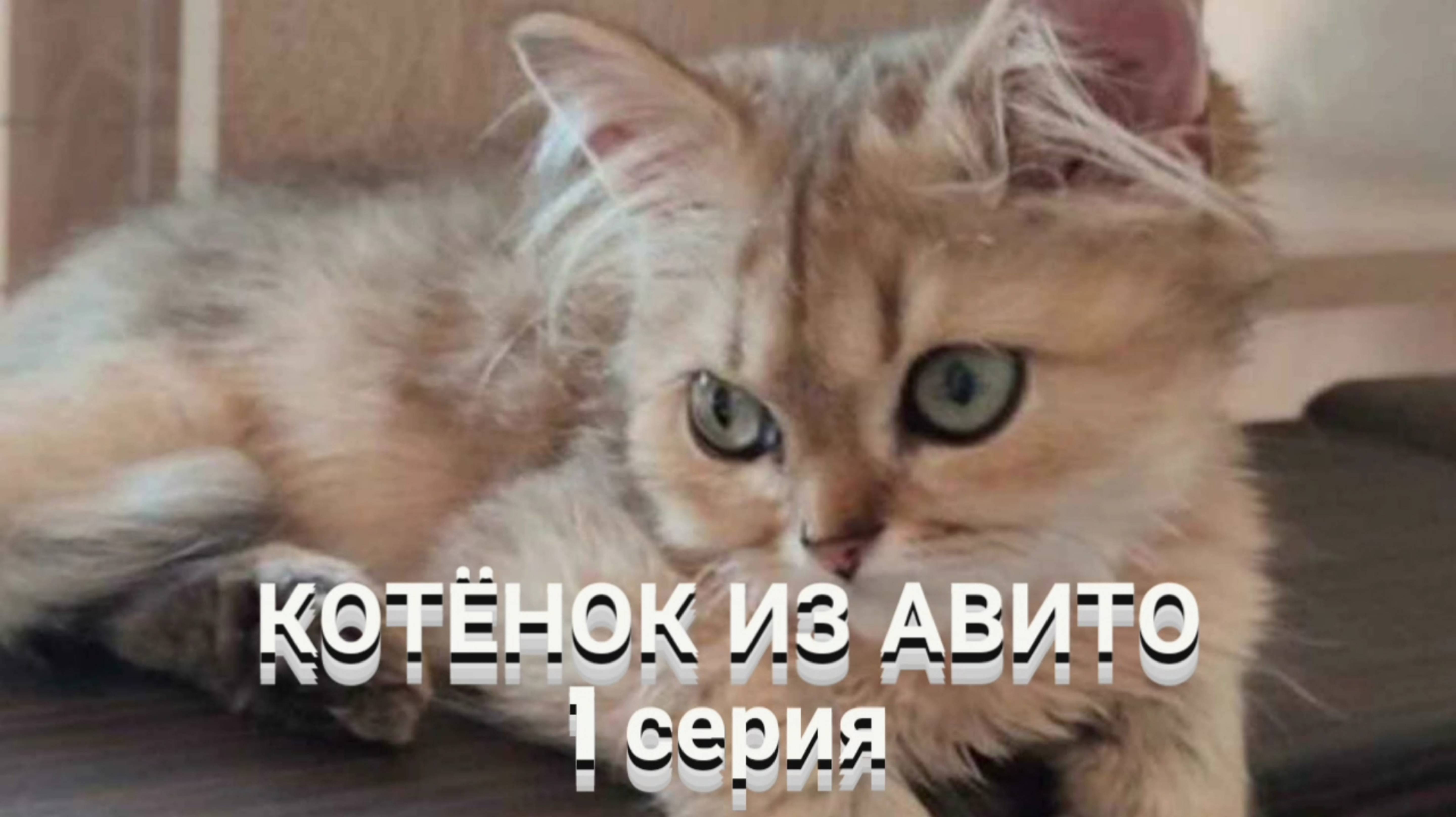 КОТЁНОК ИЗ АВИТО- 1 серия