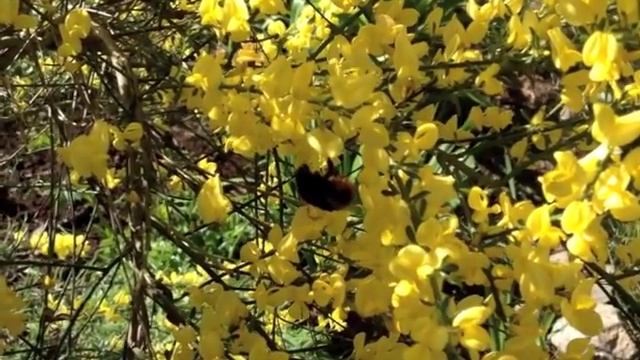 bumblebee on Laburnum anagyroides.m4v смотреть онлайн