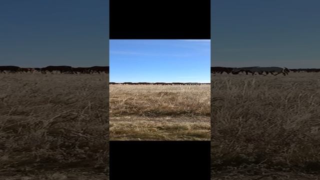 Оренбургские степи. смотреть онлайн