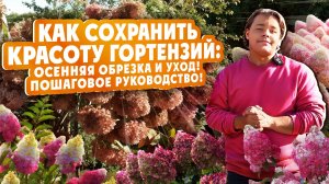КАК СОХРАНИТЬ КРАСОТУ ГОРТЕНЗИЙ: Осенняя обрезка и уход! Пошаговое руководство!