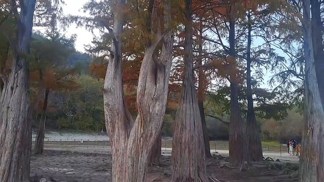 #Баобабы в России? #travel #vlog