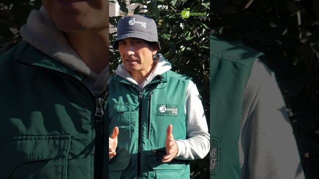 Обработайте деревья железным купоросом! смотреть онлайн