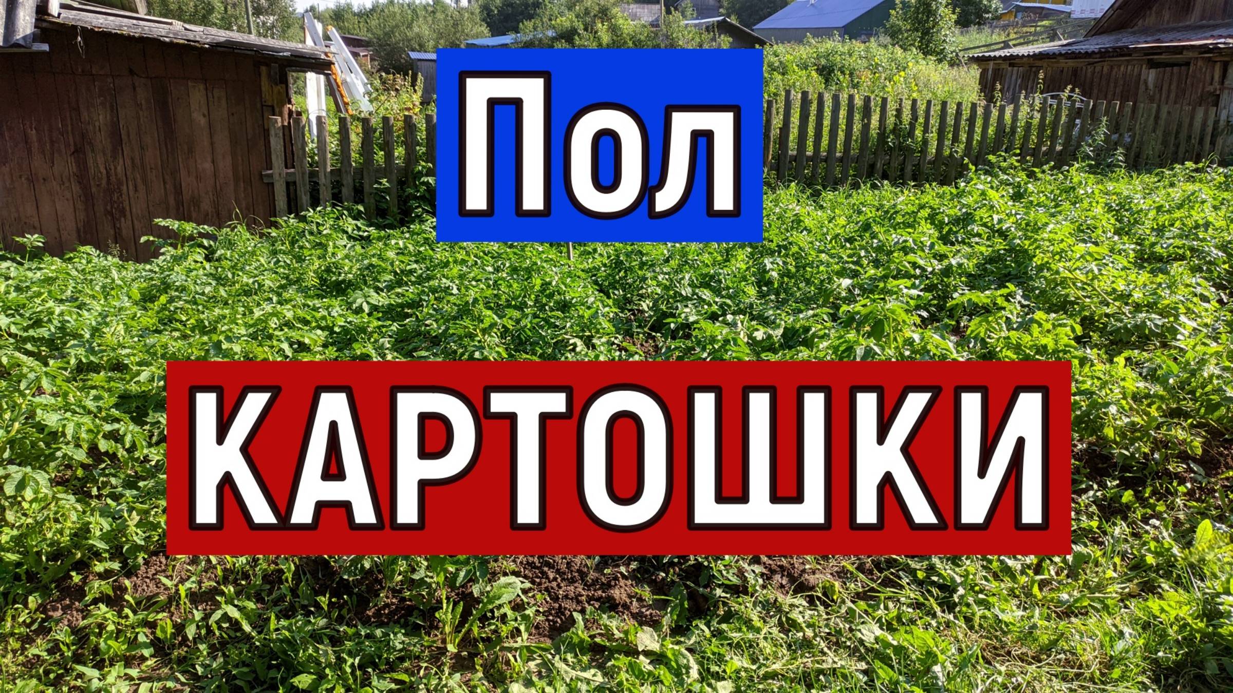 Эксперимент с картофелем Если посадить только ПОЛОВИНКУ картошки Урожай спустя 90 дней смотреть онлайн