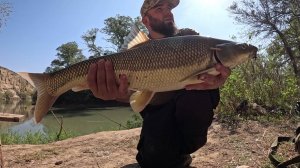 Мощные поклевки усача. Два хороших усача. Река Сунжа.