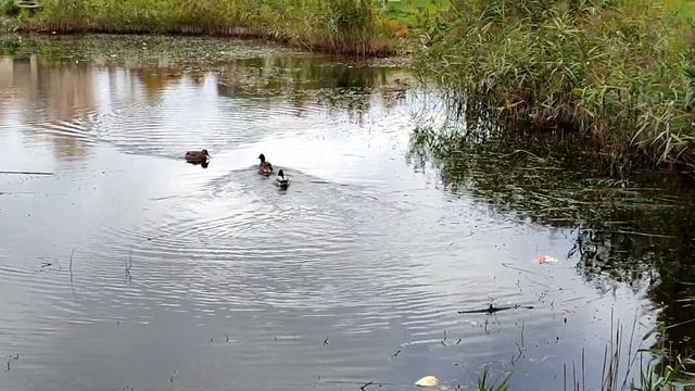Витебск Осень Уныние Депрессия смотреть онлайн