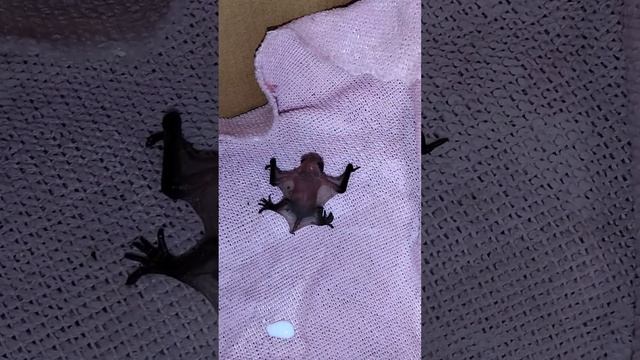 Младенец летучей мышки #mosacore #звери #животные смотреть онлайн