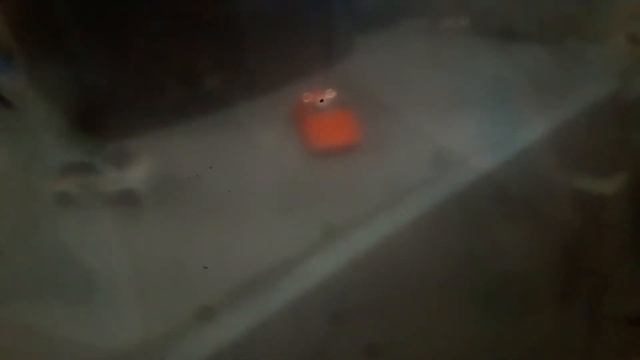 Raio em alta velocidade - Mesmo cirugiado a Vitória foi dele Ep:10 смотреть онлайн