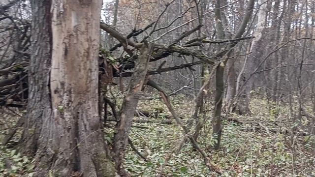 прогулка по лесу смотреть онлайн