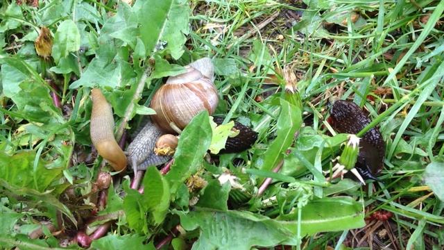 snails and slugs смотреть онлайн