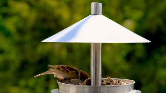 Relaxing Music 24/7, Stress Relief Music, Sleep Music, Meditation Music, Study, #birdsounds смотреть онлайн