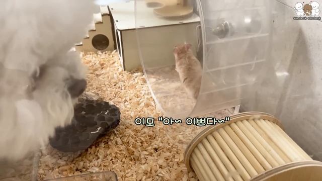 강아지가 햄스터를 만났을 때 귀여운 반응 смотреть онлайн
