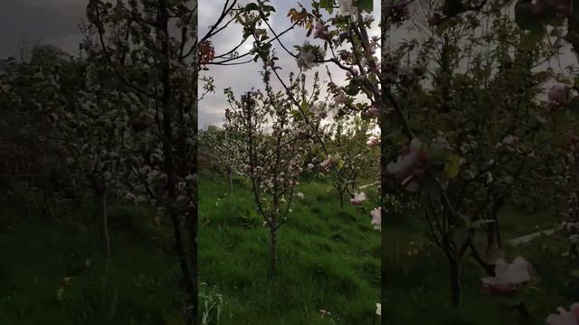 Apple tree in my Gurdren 🍏🍎🍏🍎🌴so many flower in there...🌼🌼🌼 смотреть онлайн