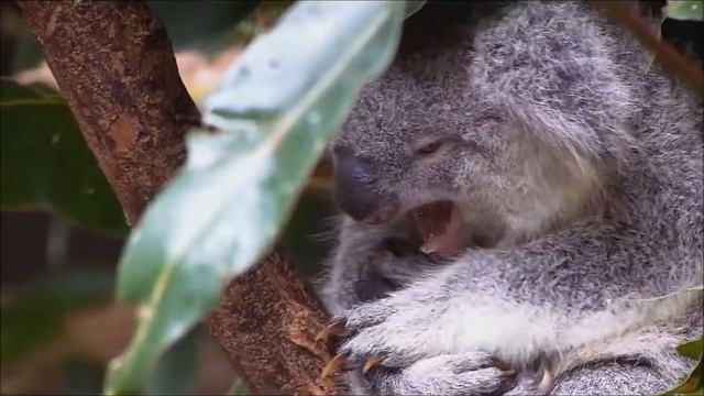 Wildlife In HD (Windows 7 Sample Video) смотреть онлайн