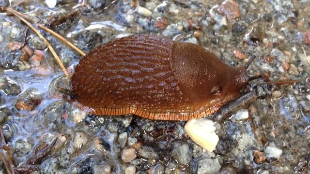 shrunk slug смотреть онлайн
