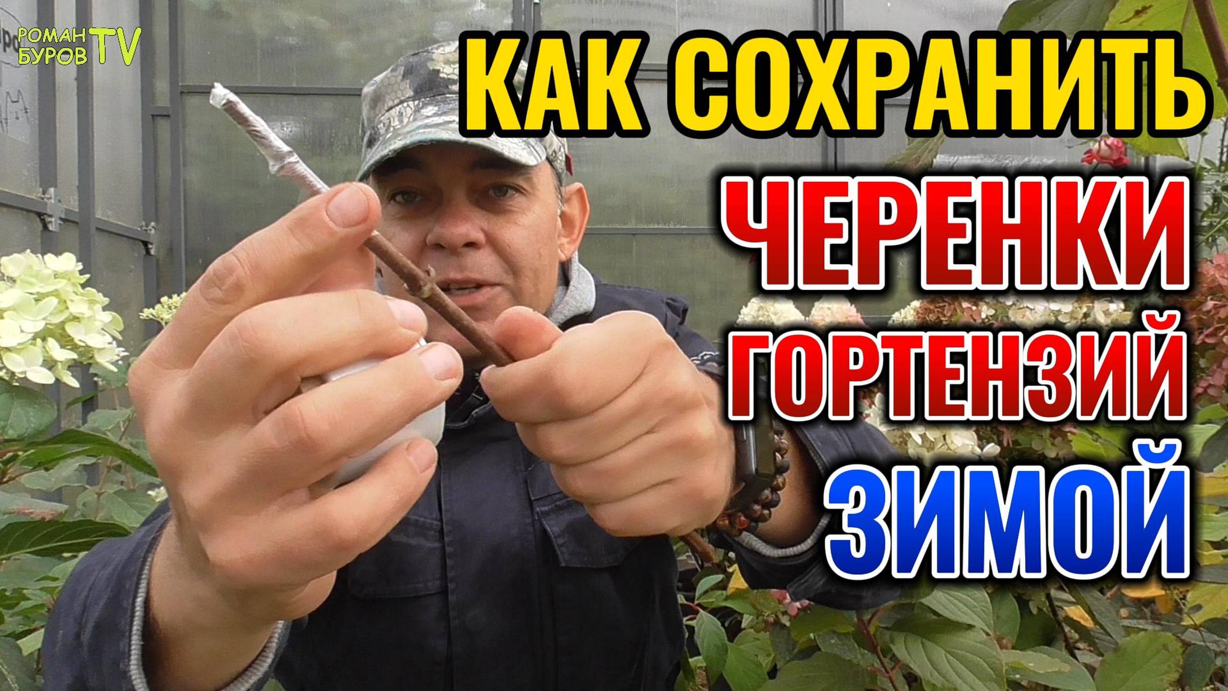 😲 Ты НЕ поверишь, как легко сохранить черенки гортензии метельчатой ❄ зимой в домашних условиях смотреть онлайн