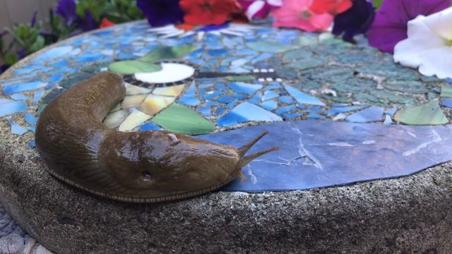 Slug Your Face смотреть онлайн