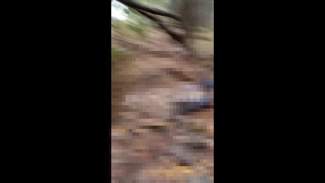⚡️СВО 18+ Лесополосы завалены украинскими боевиками. смотреть онлайн