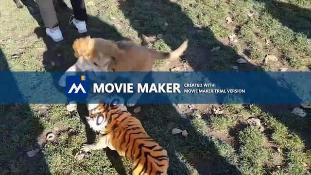 Dogs Halloween Party 2019. Editing performed by a Trial Version of Windows Video Software. смотреть онлайн
